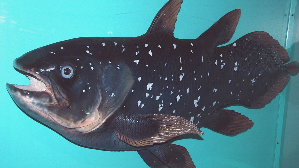 The Coelacanth: A Living Fossil That Defied Extinction for Millions of Years