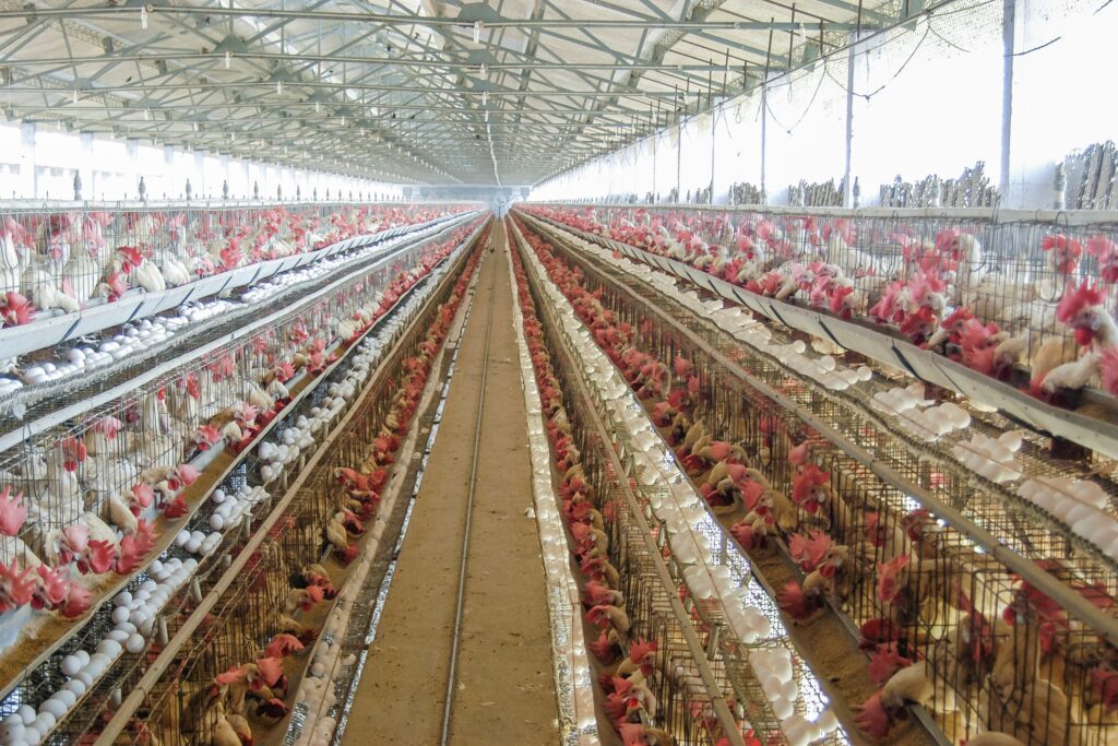 Croatia Faces an Industrial Poultry Takeover With Animals Paying the Price