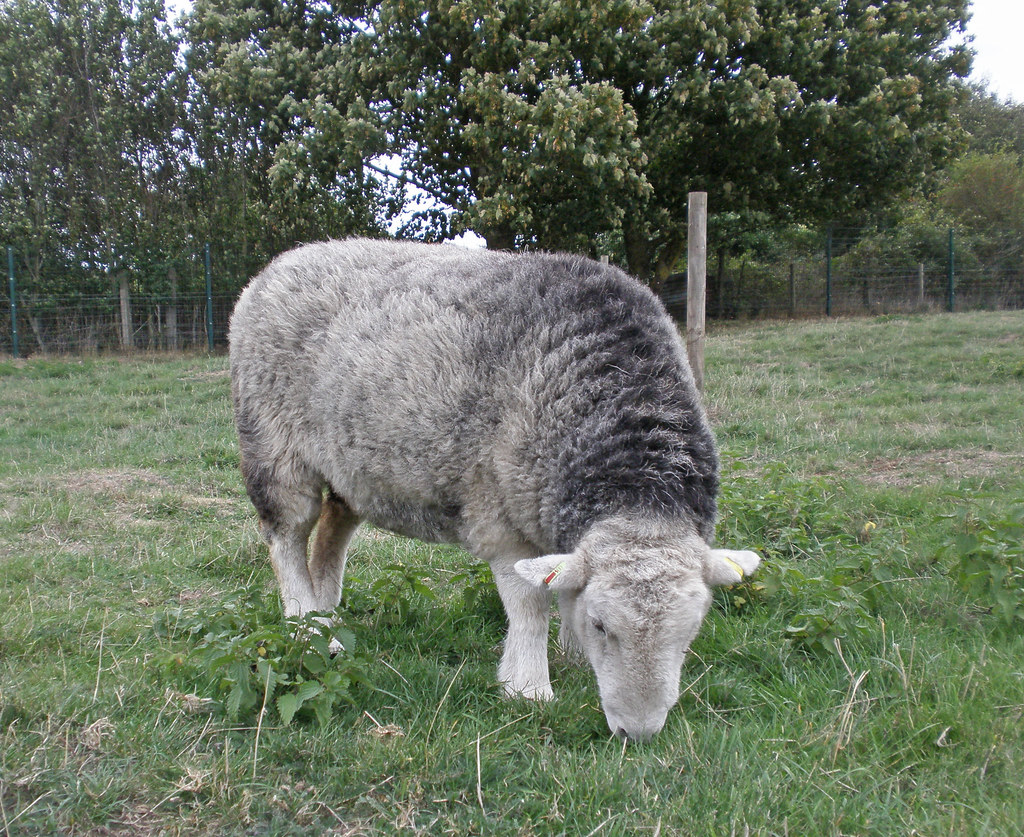 What Looked Like Wool In The Weeds Turned Out To Be A Life In Danger