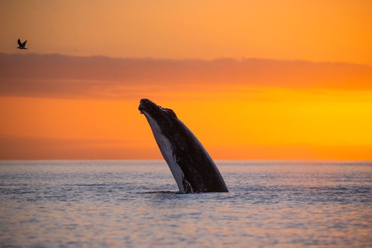 Global moratorium on whaling, a ‘defining moment,’ turns 40