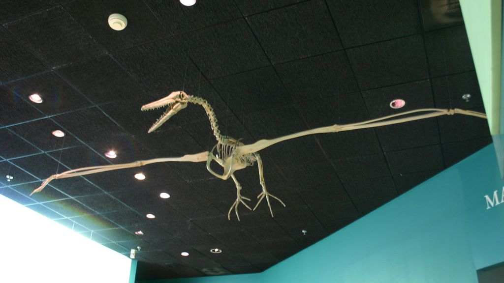 New Fossil Discoveries Challenge Everything We Knew About Pterosaur Flight