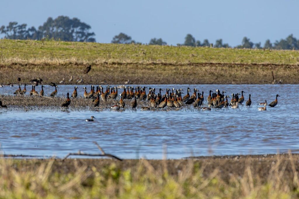 Waterbirds and Wet Lands