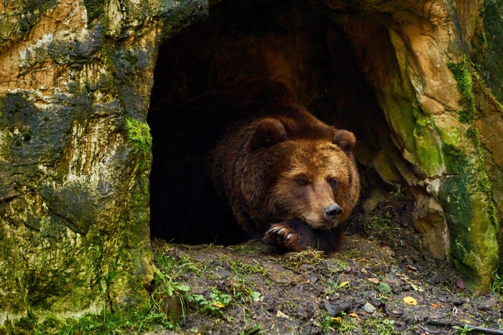 Citizen science helps protect Sweden’s brown bears through critical denning period