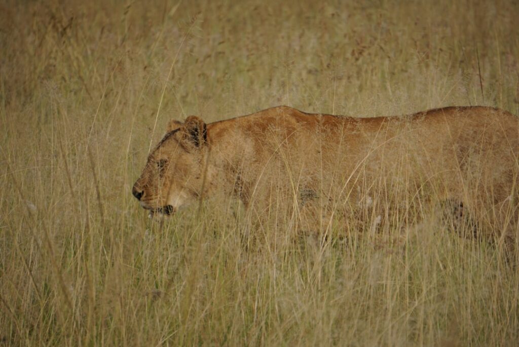 Lions avoid livestock