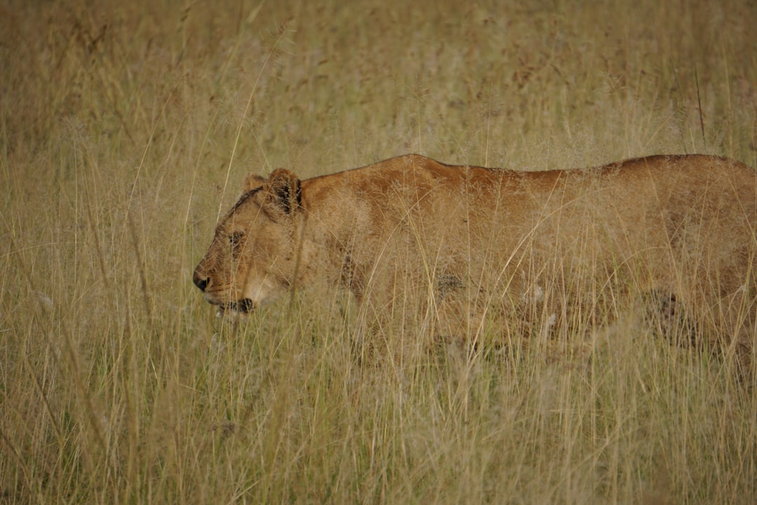 Lions avoid livestock