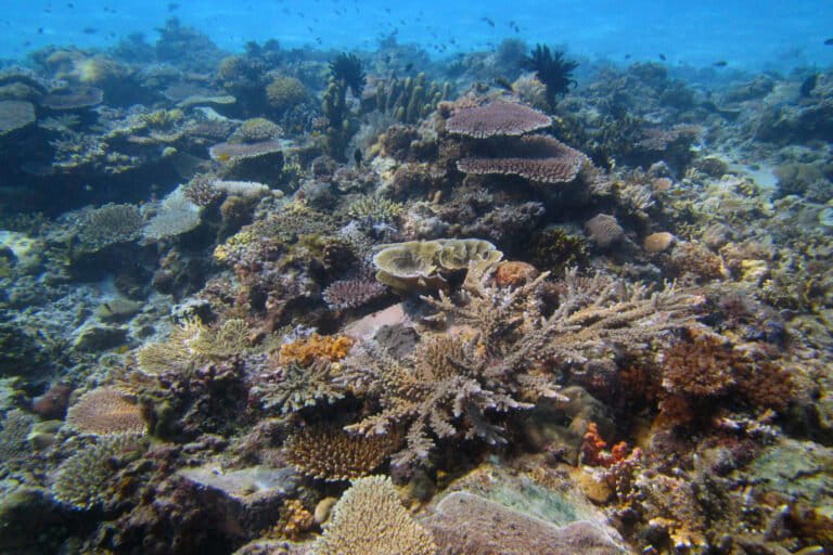 Malaysia lost 20% of its coral reefs in three years