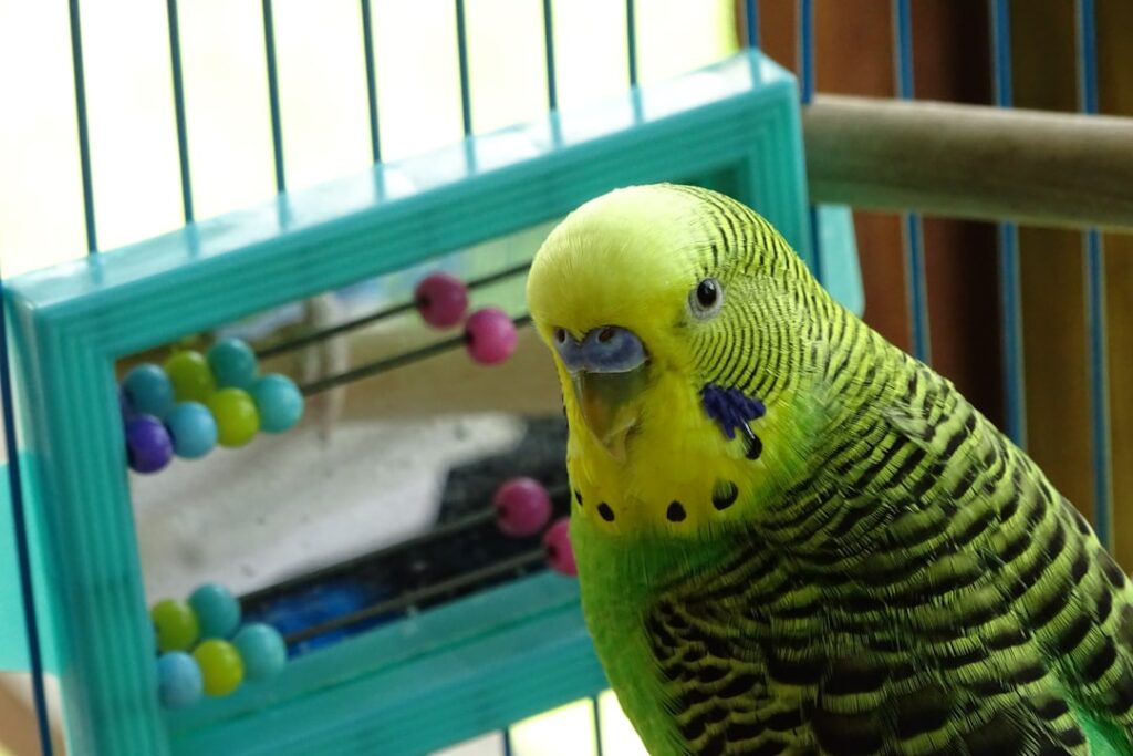 Boost Your Bird's Brainpower: Essential Mental Enrichment Toys for Feathered Friends