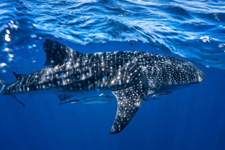 Whale sharks released from nets along India’s coast as fishers turn rescuers