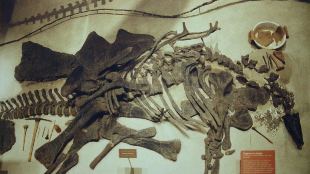 Paleontologists Just Uncovered The Most Complete Stegosaurus Skeleton Ever Found