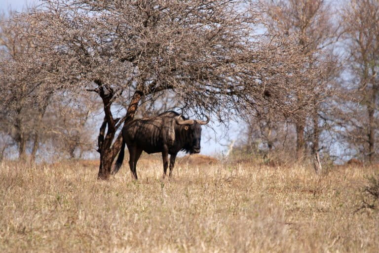 After intense flooding, Kruger National Park rushes to repair damage
