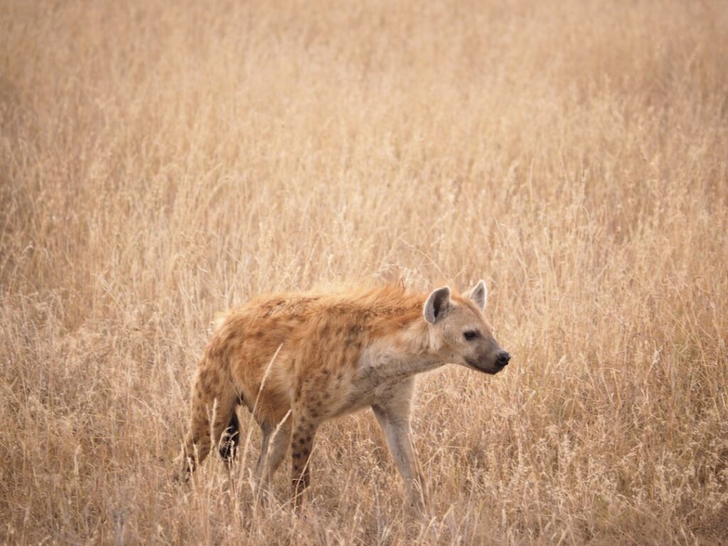 Living with Legends: Decoding Hyena Coexistence at Lake Eyasi