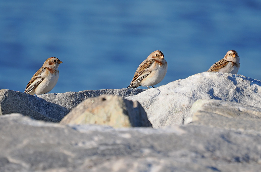 Snow Bunting and Glossy Ibis again