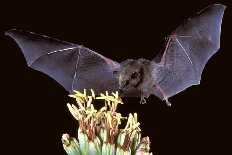 Agave or bust! Mexican long-nosed bats head farther north in search of sweet nectar