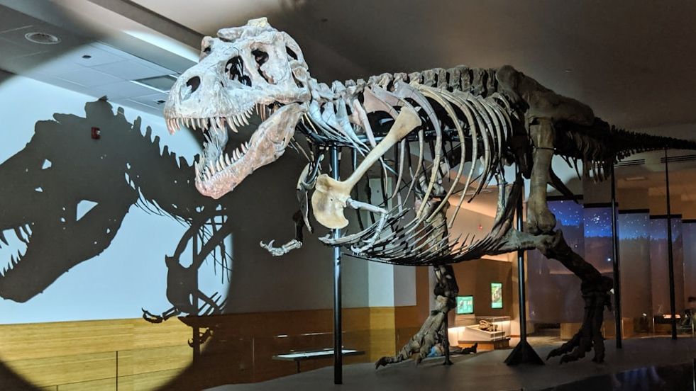 7 Stunning Facts About Tyrannosaurus Rex That Will Blow Your Mind