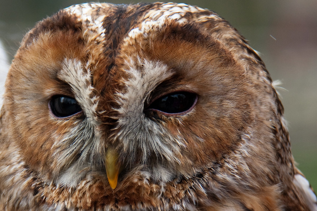 Homeowners Wake Up to Tawny Owls on Chandelier and Curtains