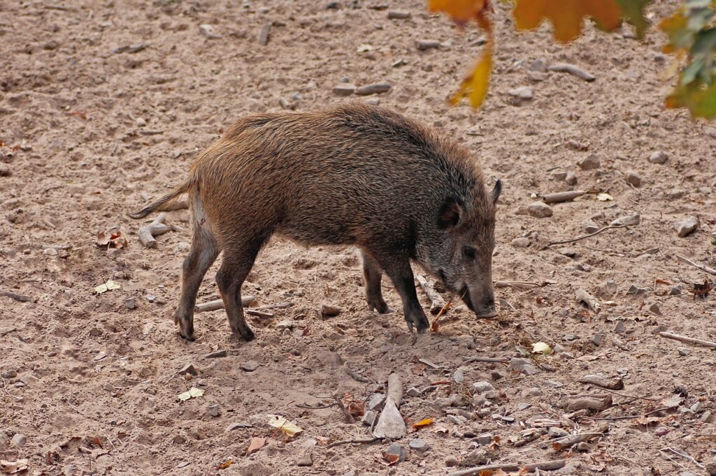 JWM: Oasis agriculture helps boars adapt to desert living