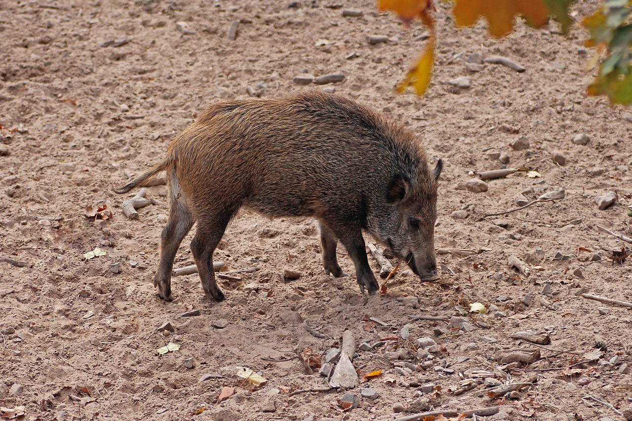JWM: Oasis agriculture helps boars adapt to desert living