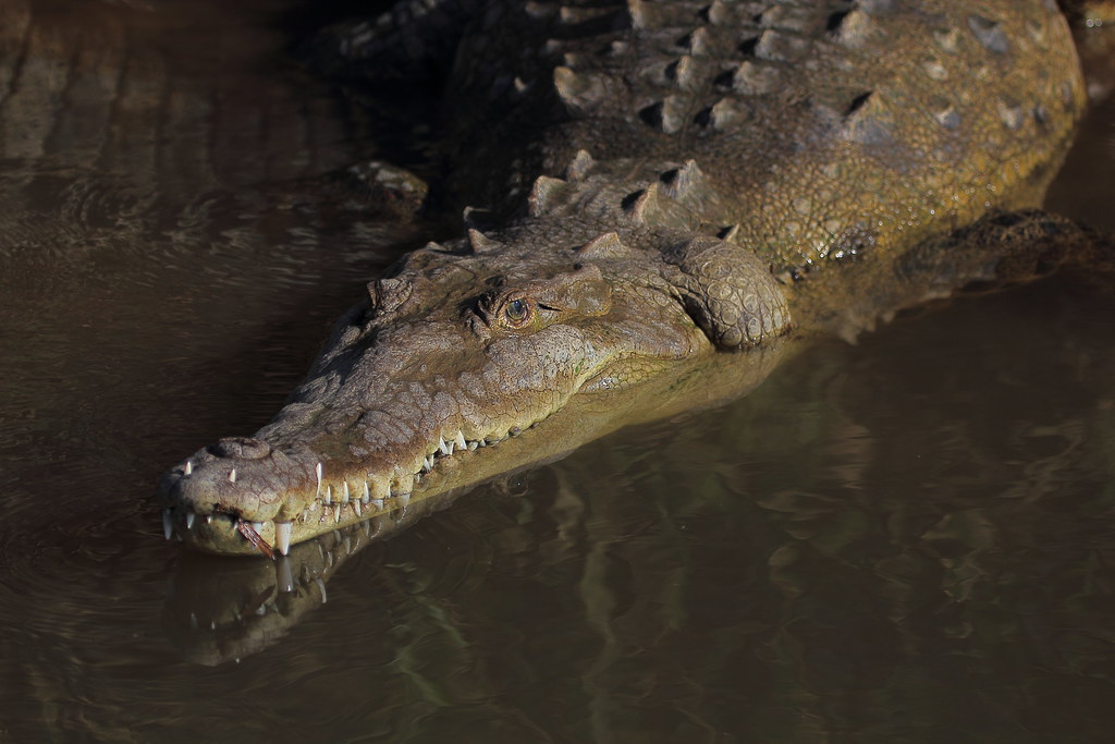 Q&A: Why are crocodiles stealing Floridian Jet Skis?