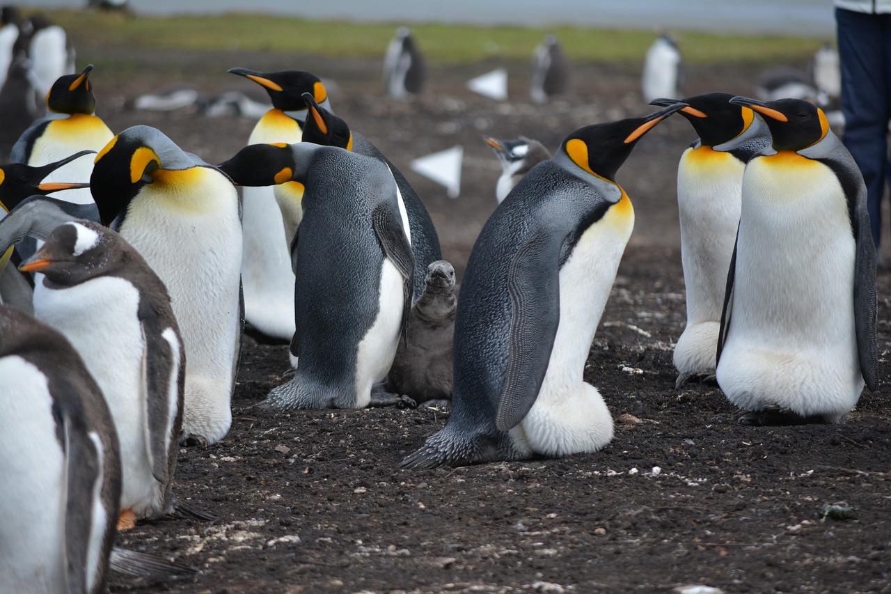 Climate change pushes penguins to breed two weeks earlier