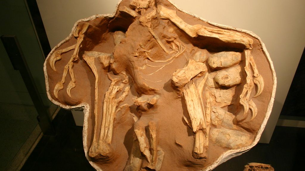 The Fossil Record Reveals Surprising Instances of Dinosaur Cooperation