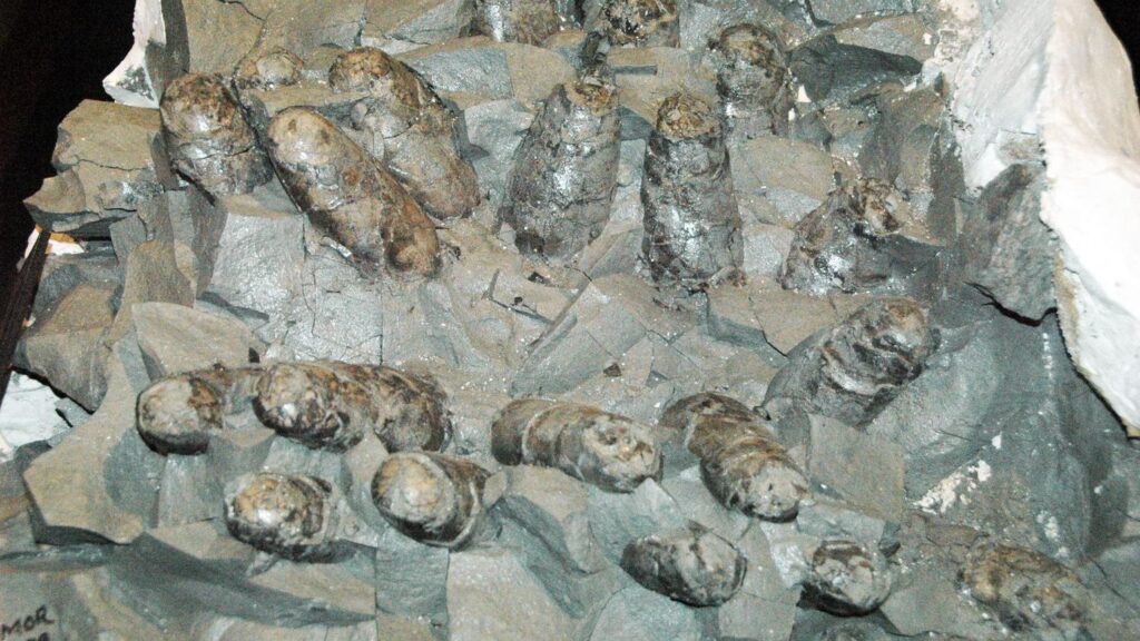 Dinosaur Nests Provide Invaluable Clues into Prehistoric Family Life