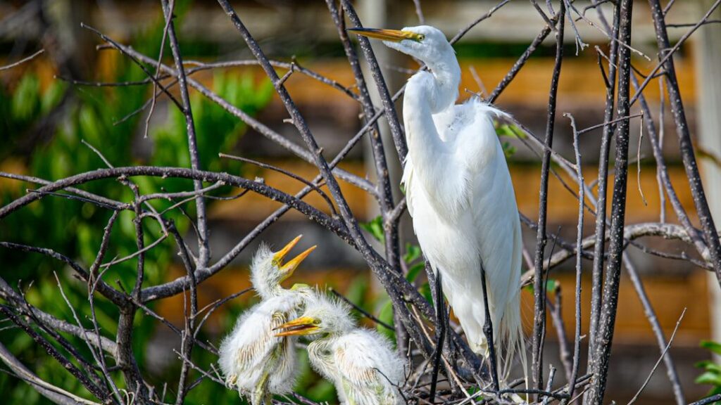 Do Modern Birds Hold the Key to Understanding Dinosaur Parenting Styles?
