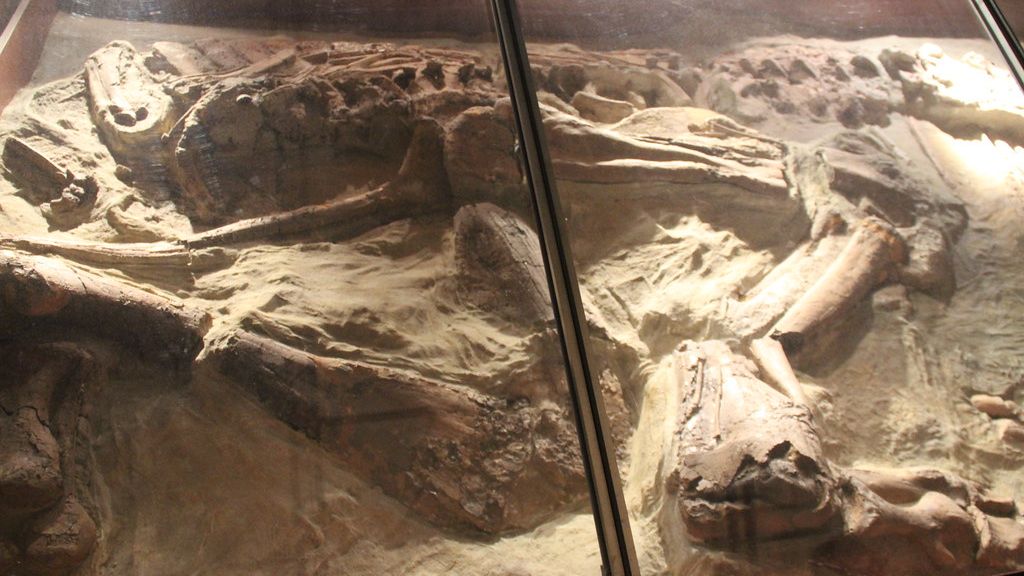 8 Incredible Dinosaur Discoveries Made by Amateur Paleontologists