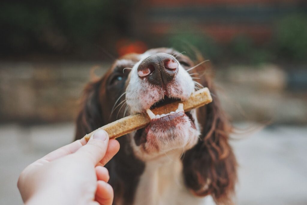 Optimizing Canine Wellness: Why Our Selection of Soft Senior Dog Treats Offers the Best Gentle Dog Chews