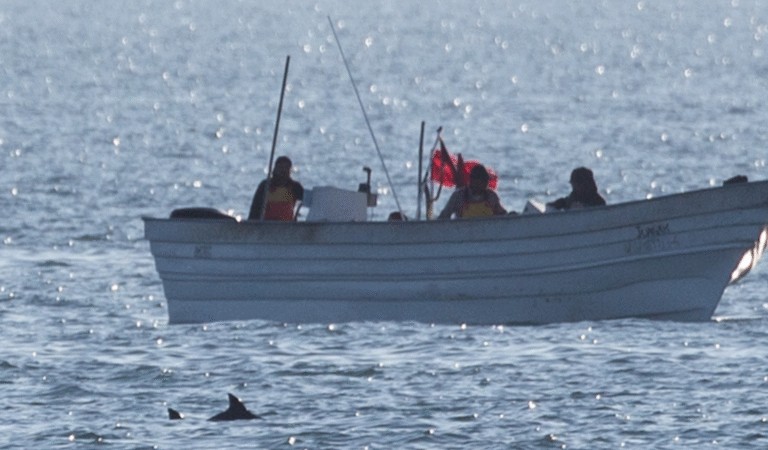 Mexico considers shrinking protected areas for endangered vaquita porpoise