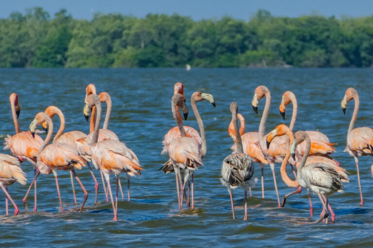 Another controversial land deal in Suriname threatens the Amazon Rainforest