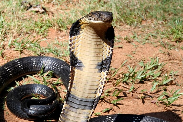 Snakes on a train: King cobras are hitching rides in India