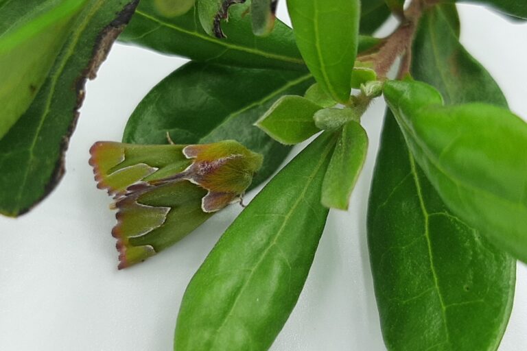 Citizen science rediscovers rare South African moth