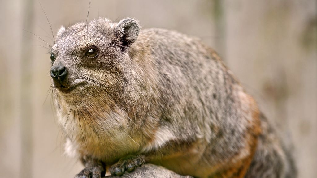 10 Surprising Connections Between Modern Animals and Their Ancient Ancestors