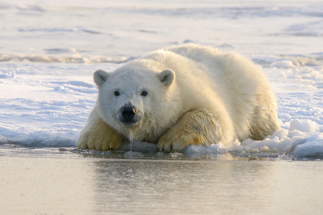 Norwegian polar bear conditions are improving