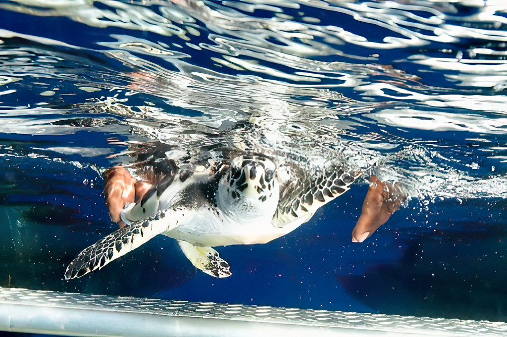 Endangered sea turtles get a hearing test