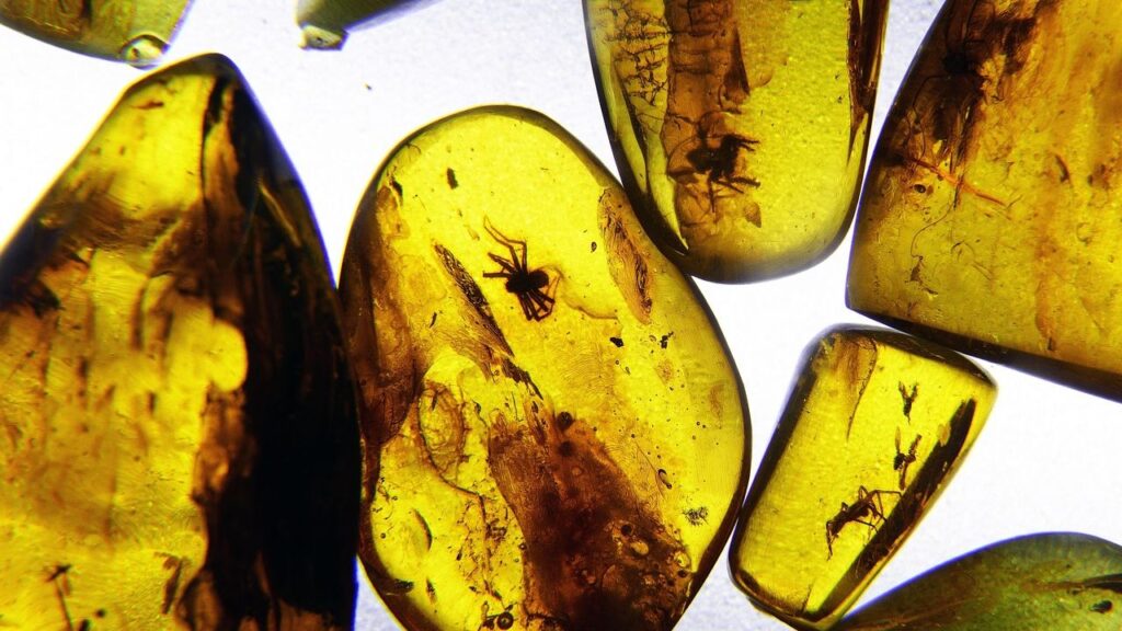 What Secrets Do Ancient Amber Deposits Hold About Prehistoric Ecosystems?