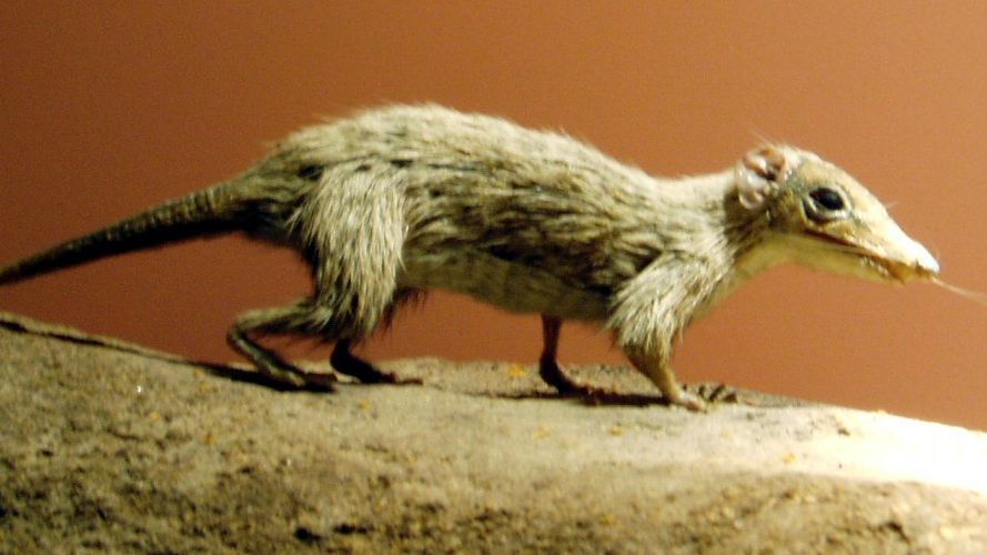 Did Early Mammals Coexist Peacefully With Their Dinosaur Overlords?