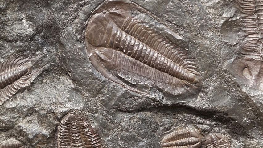 The Fossilized Truth: 5 Prehistoric Creatures with Unexpected Social Structures