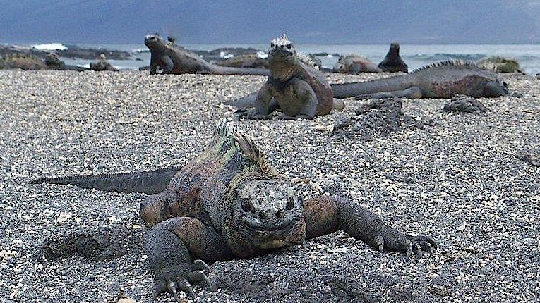 Echoes of the Past: How 5 Ancient Reptiles Still Influence Modern Wildlife