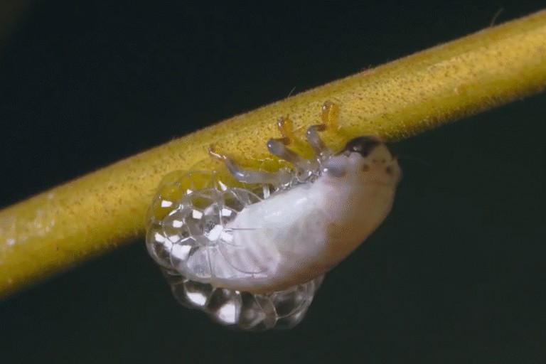 The bug that makes bubbles with its butt: Froghopper