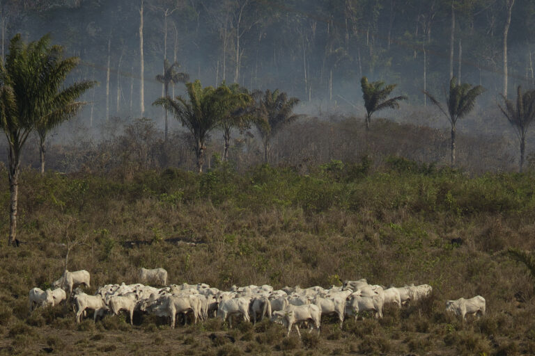 Brazil gov’t builds map to help exporters comply with EU anti-deforestation rule