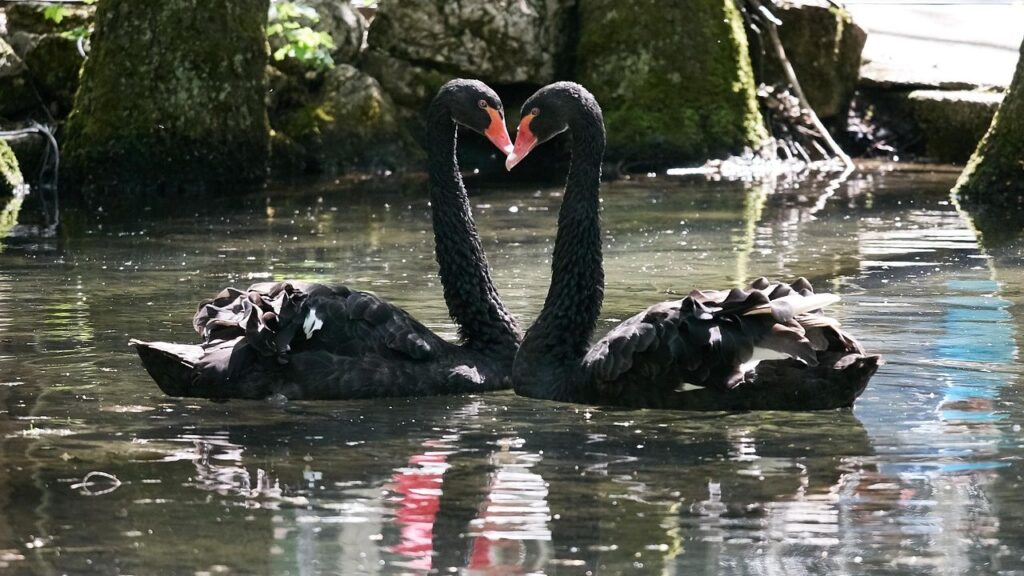 Why Do Some Animals Form Lifelong Bonds and Others Don't?