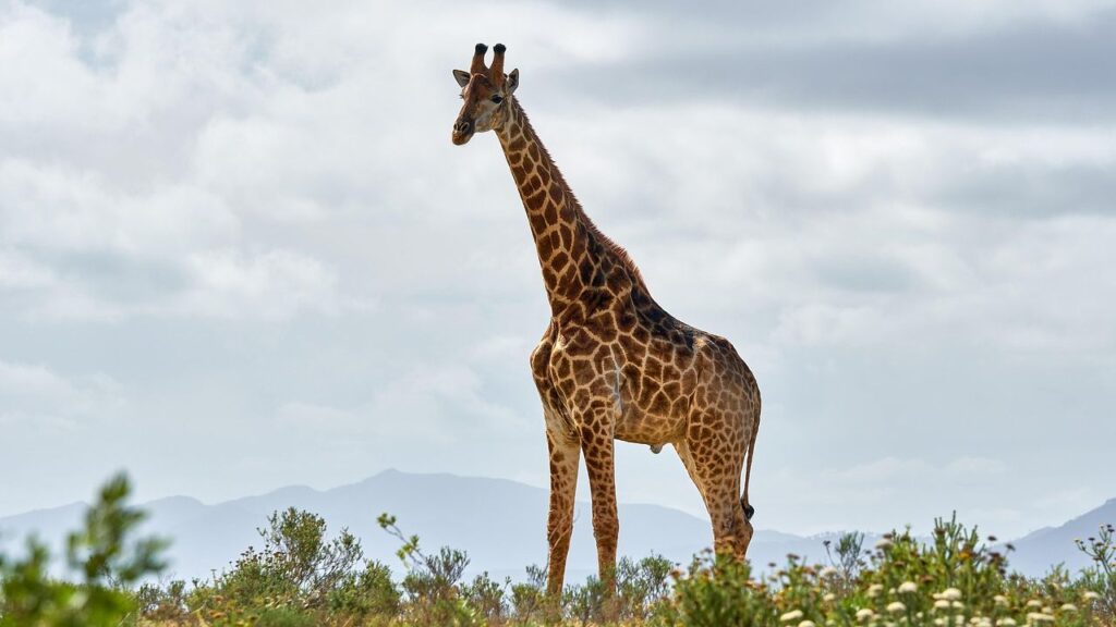 What Does Your Favorite Wild Animal Reveal About Your True Self?