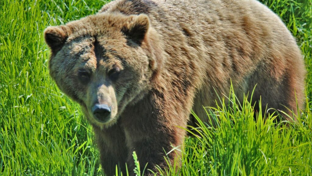 How Can We Best Protect America's Endangered Wildlife?