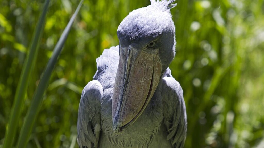 9 Astonishing Facts About the Shoebill: The Bird That Looks Prehistoric
