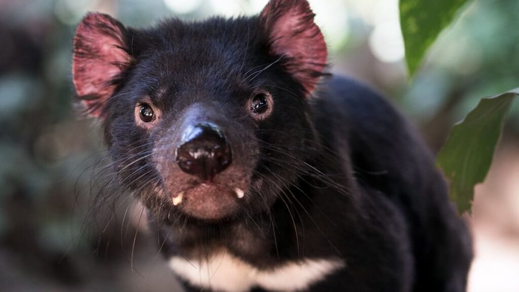 12 Extraordinary Facts About the Tasmanian Devil: The Fierce Island Survivor