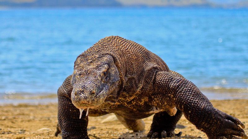 10 Animals Considered Living Dinosaurs Today