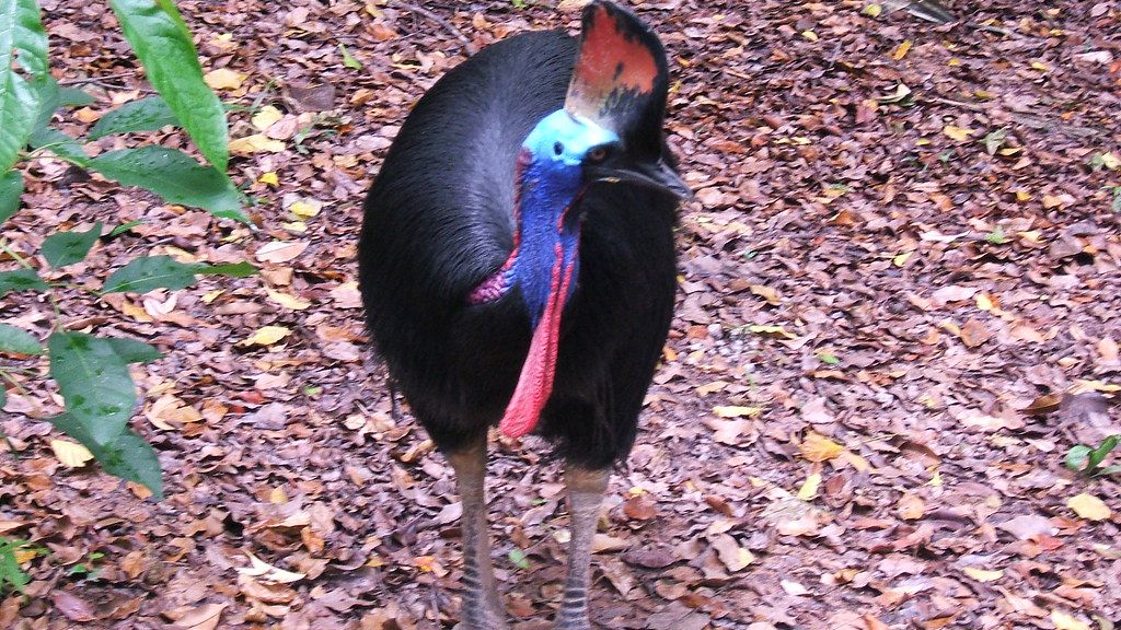 8 Facts About The Cassowary, The World's Dino Looking Bird