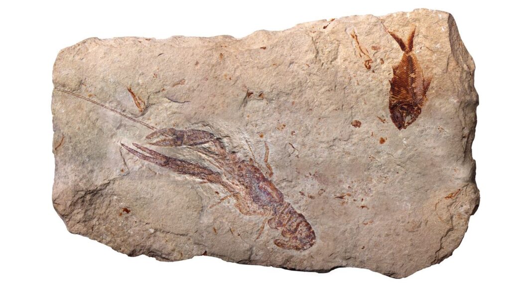 The Science of Fossilization: 7 Miracles That Preserve Ancient Life