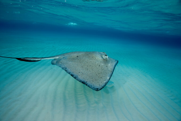 Snooping on stingrays